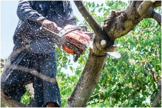 tree services Pine Crest